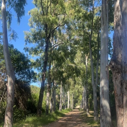 Sainte-Marguerite island by walking