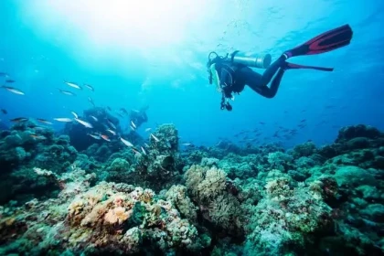 Mediterranean marine life while scuba diving in Saint-Raphaël
