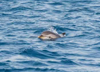 Dolphins - Expérience Côte d'Azur