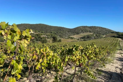 Family wine tour, Ramatuelle - Expérience Côte d'Azur