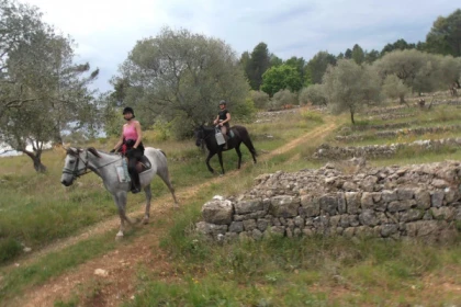 Horse-riding Haras Villards - Callian  - Expérience Côte d'Azur