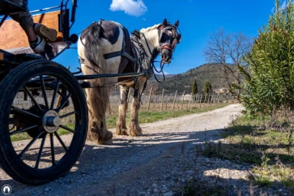 Horse-ride carriage + mulled wine in Grimaud - Expérience Côte d'Azur