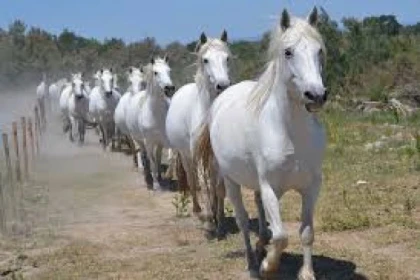 Pèlerinage des Gitans - Excursion en autocars - app.name
