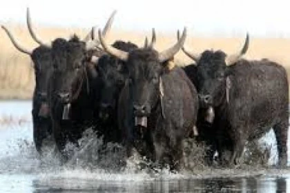 Pèlerinage des Gitans - Excursion en autocars - app.name