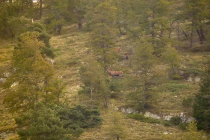 Brame du cerf randonnée découverte