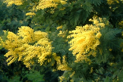  - Expérience Côte d'Azur