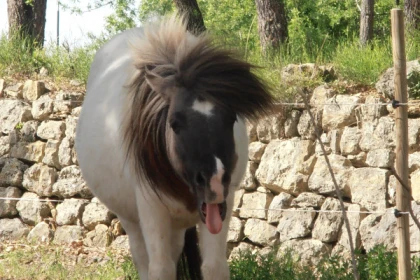 Initiation session - baby pony - Expérience Côte d'Azur
