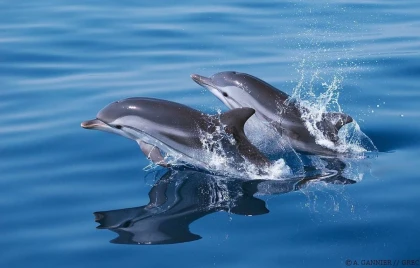 Sea excursion - Seeing dolphins and cetaceans - Saint Raphaël - Expérience Côte d'Azur