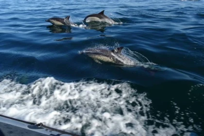 Sea excursion - Seeing dolphins and cetaceans - Saint Raphaël - Expérience Côte d'Azur