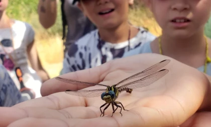 Sortie scolaire nature : Attrap'insectes ! - app.name