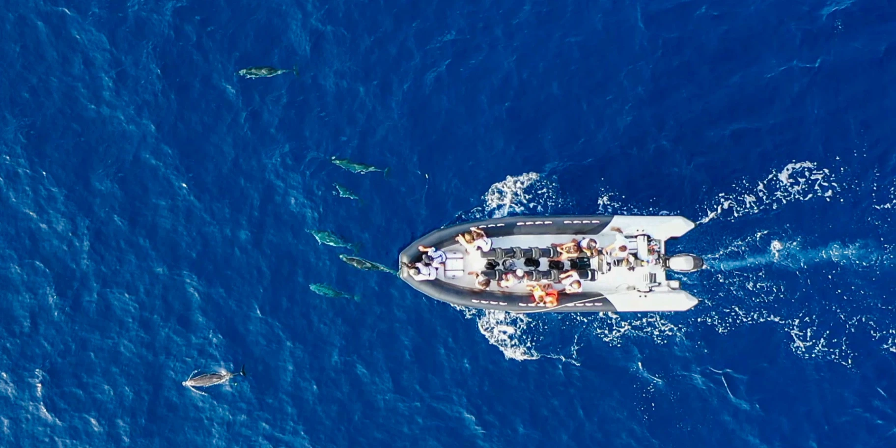 Boat excursion from Saint-Raphaël to see dolphins in the Pelagos Sanctuary