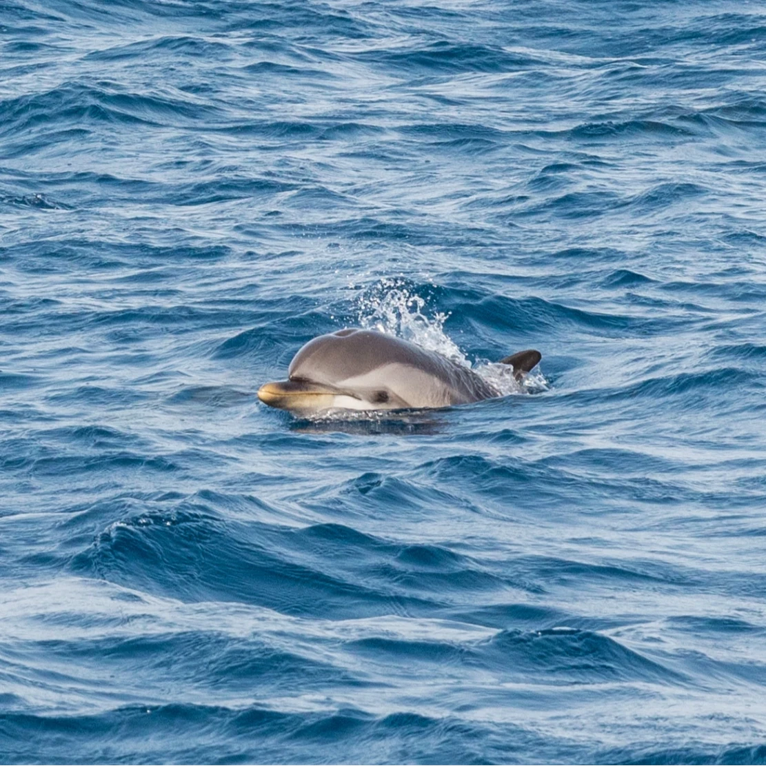 Wild dolphins swimming near the boat in the Pelagos marine reserve