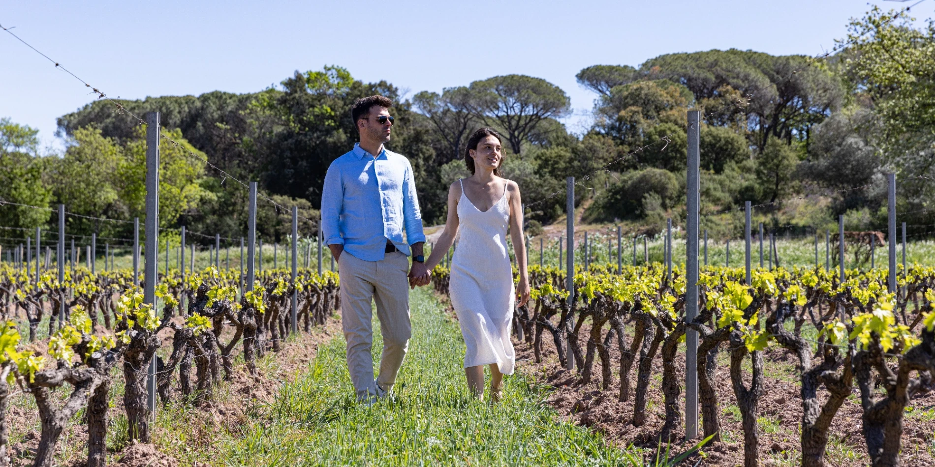 Vineyard tour in Provence with scenic views of the wine estate