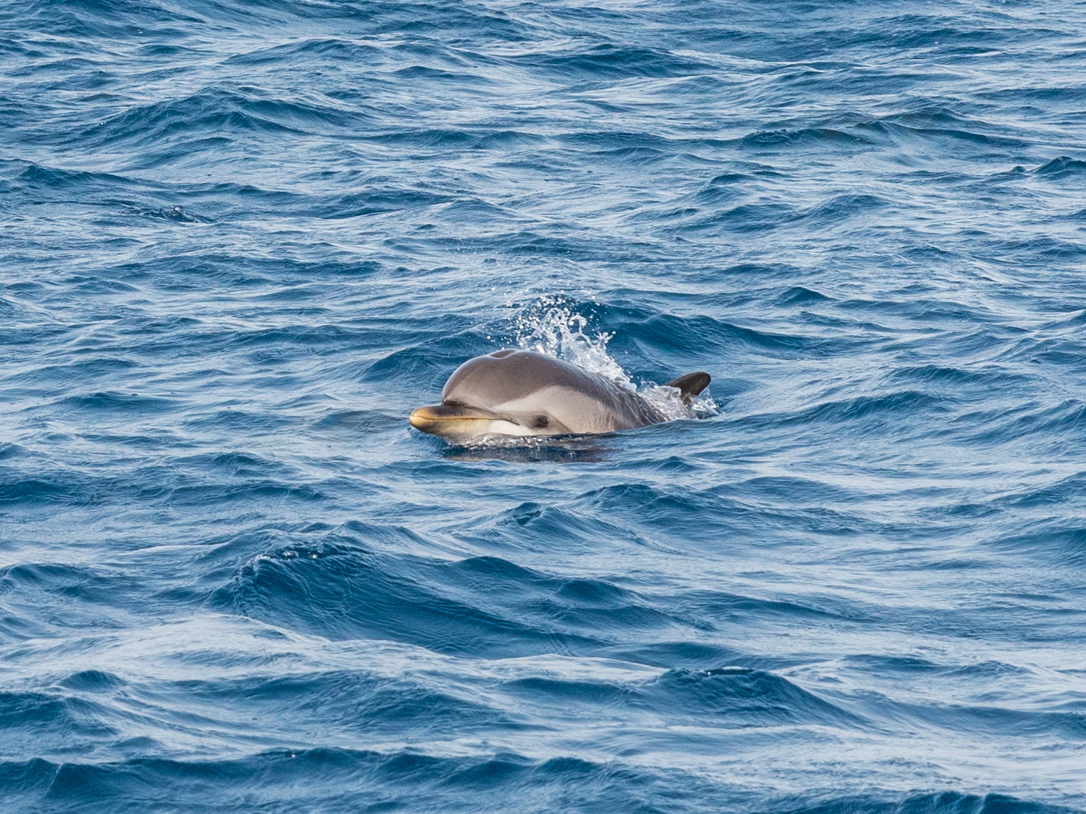 Dolphins - Expérience Côte d'Azur