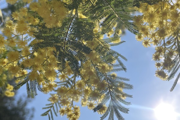 The Kingdom of the Mimosa Tour - Expérience Côte d'Azur