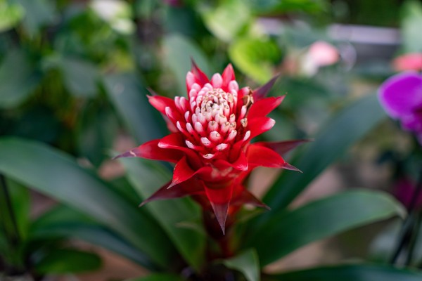 Discover the magical world of orchids - Expérience Côte d'Azur