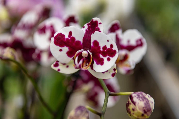 Discover the magical world of orchids - Expérience Côte d'Azur
