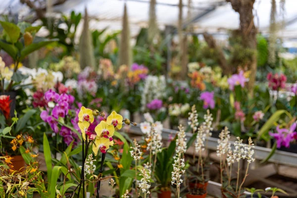 Discover the magical world of orchids - Expérience Côte d'Azur