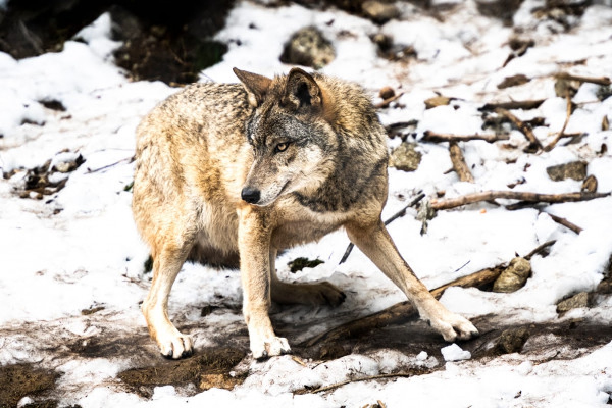 APPRENTICE GROOMER - Expérience Côte d'Azur