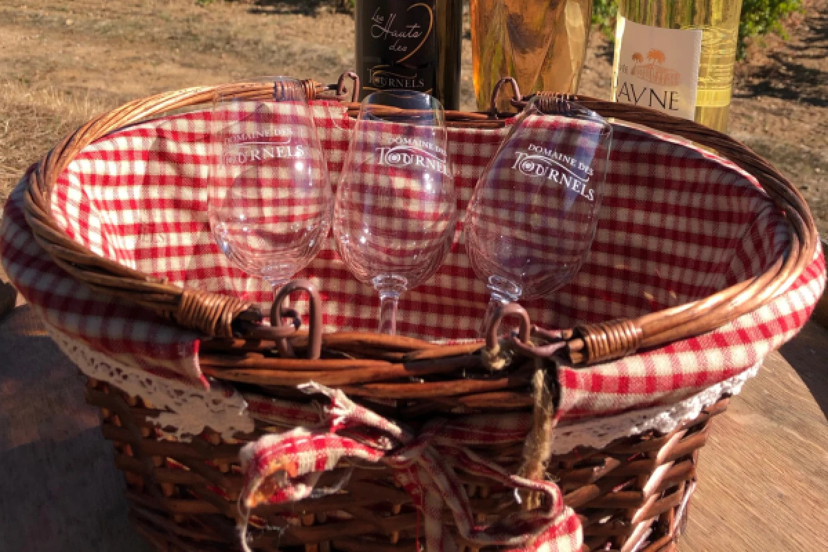 Horse riding in the vineyards of Ramatuelle - Expérience Côte d'Azur