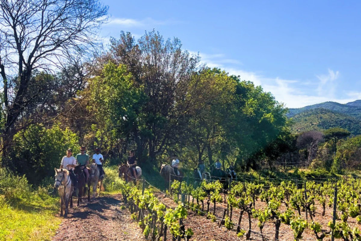 Horse riding in the vineyards + tasting in Grimaud - Expérience Côte d'Azur