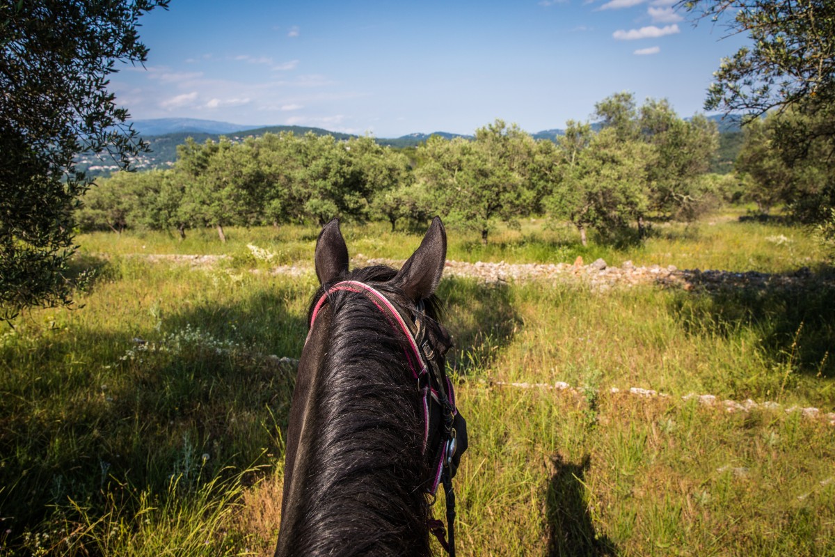 Half-day horseback ride at Lake St Cassien - Expérience Côte d'Azur