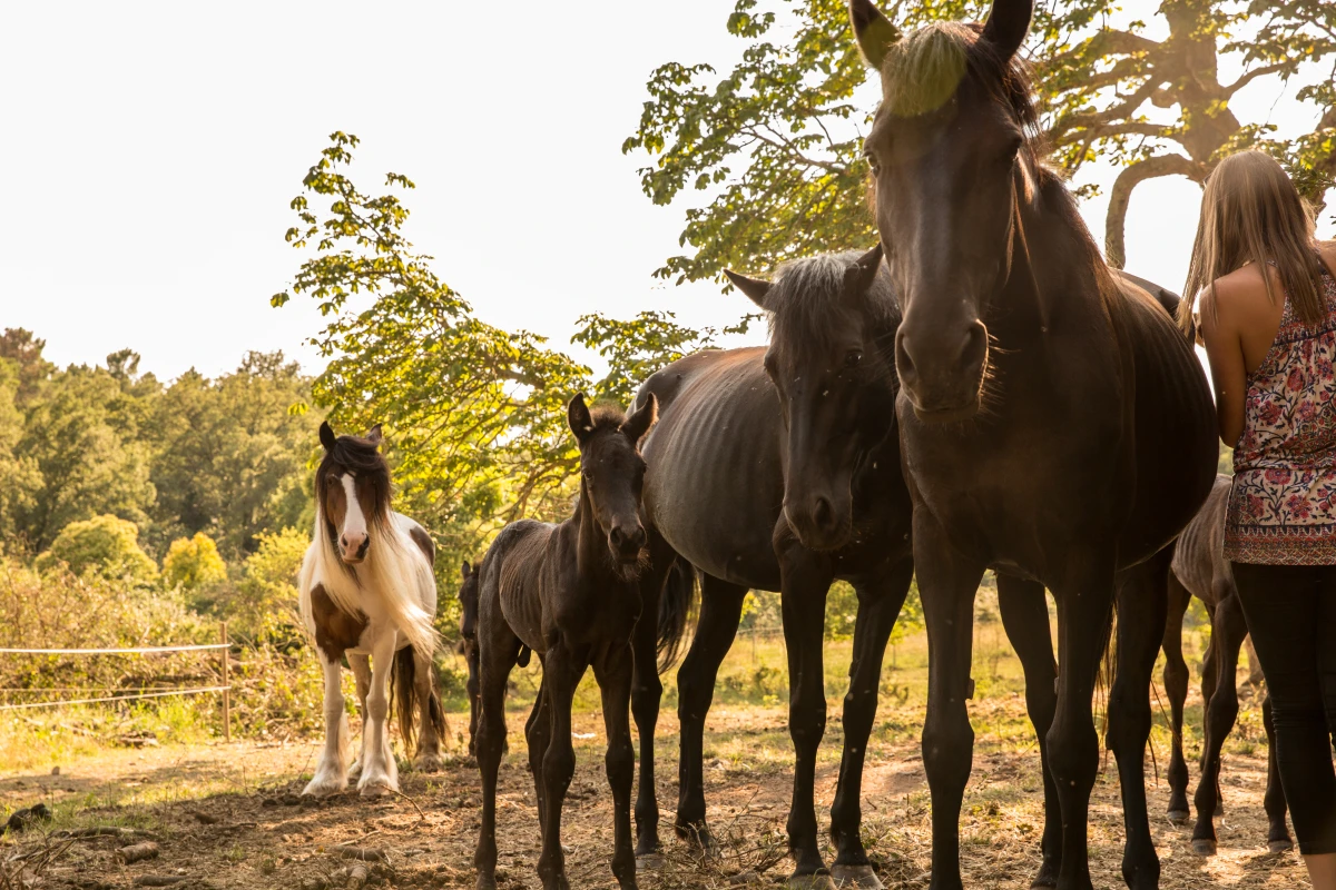 Half-day horseback ride at Lake St Cassien - Expérience Côte d'Azur