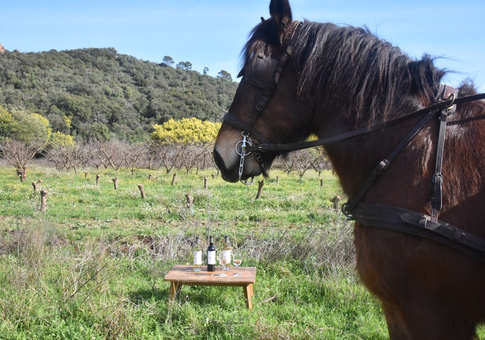  - Expérience Côte d'Azur