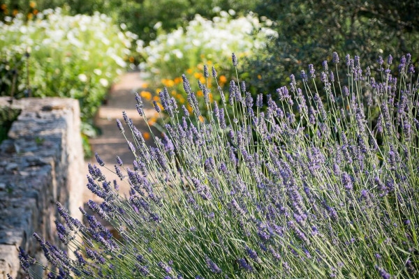 The biodiversity walk between vine and forest - Expérience Côte d'Azur