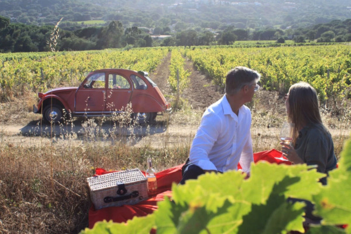 Vintage Wine Tour around St Tropez, 1/2 day - Expérience Côte d'Azur