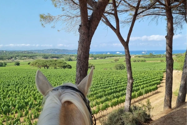 Expérience Côte d'Azur | Horse riding in the vineyards of Ramatuelle