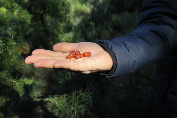 Guided walk - Taste the wild flavors of the Maquis - Expérience Côte d'Azur