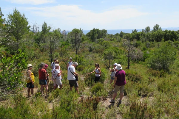 Guided walk - Taste the wild flavors of the Maquis - Expérience Côte d'Azur