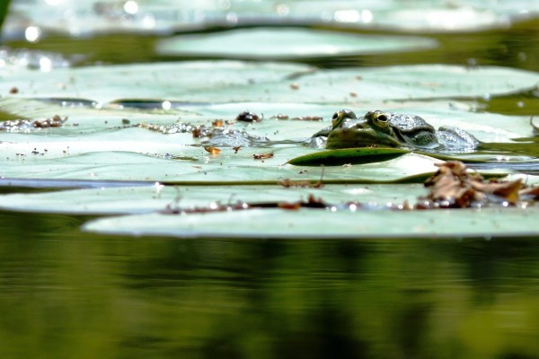 Water lily pond nature walks - Expérience Côte d'Azur