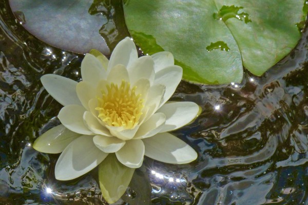 Water lily pond nature walks - Expérience Côte d'Azur