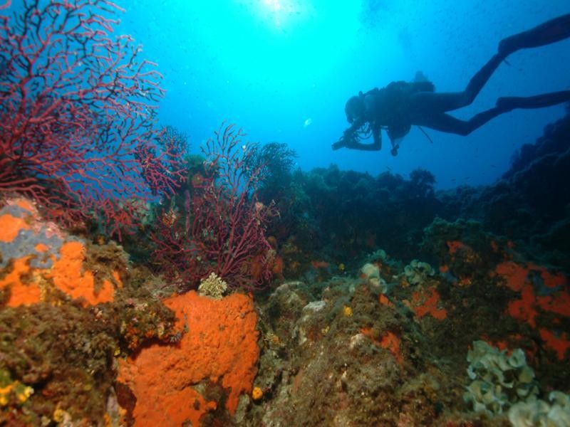 Diving Baptism Ile d'Or - Saint-Raphaël - Expérience Côte d'Azur