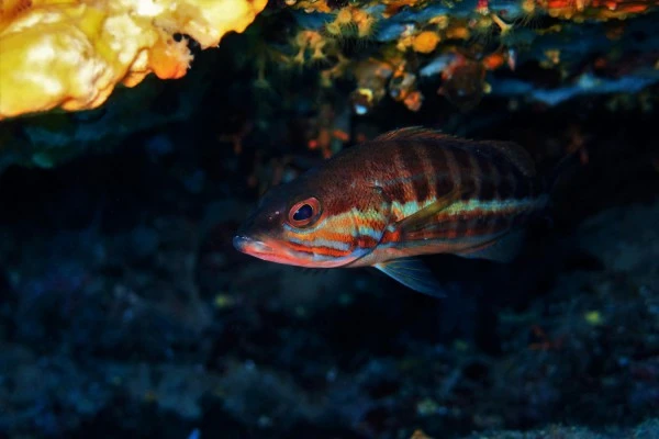 First Scuba diving - Les Issambres - Expérience Côte d'Azur