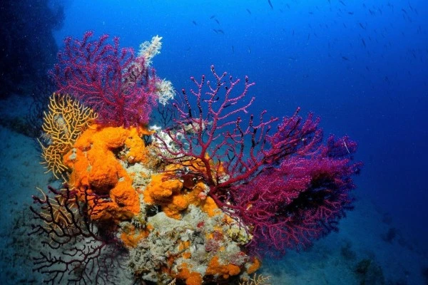 First Scuba diving - Les Issambres - Expérience Côte d'Azur