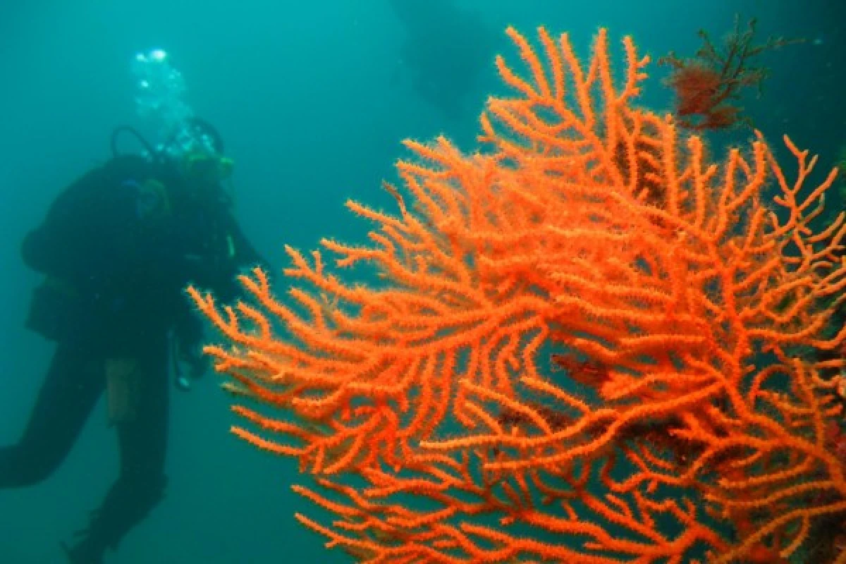 First Scuba Diving - Saint-Raphaël - Expérience Côte d'Azur