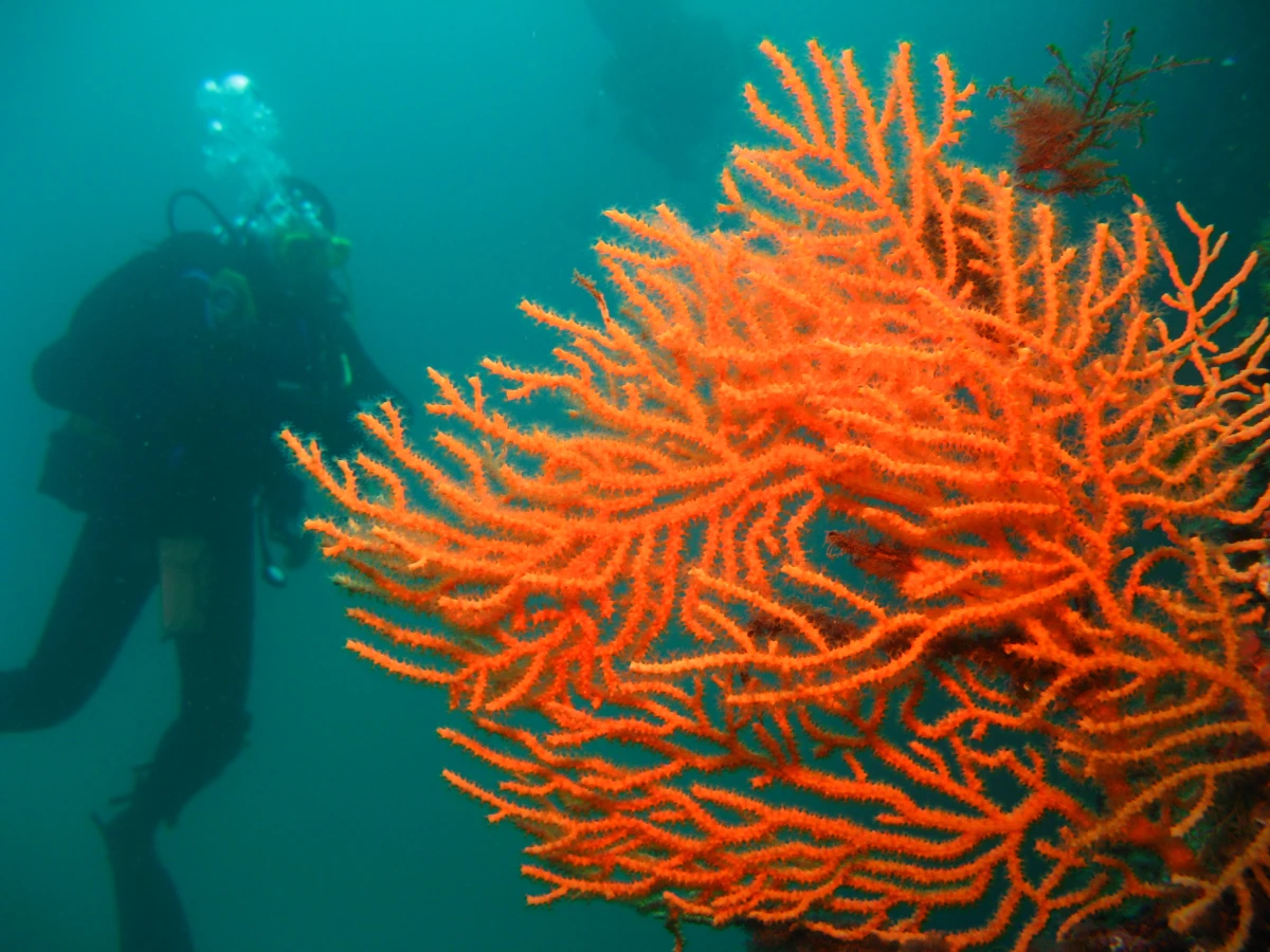 Diving baptism - Saint Raphaël - Expérience Côte d'Azur