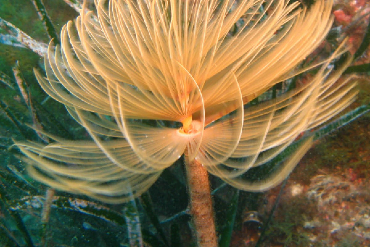 First Scuba Diving - Saint-Raphaël - Expérience Côte d'Azur