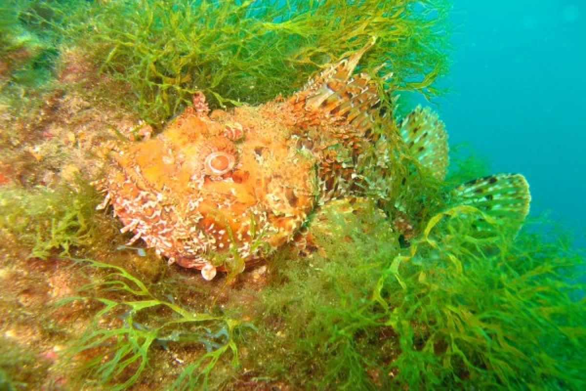 First Scuba Diving - Saint-Raphaël - Expérience Côte d'Azur