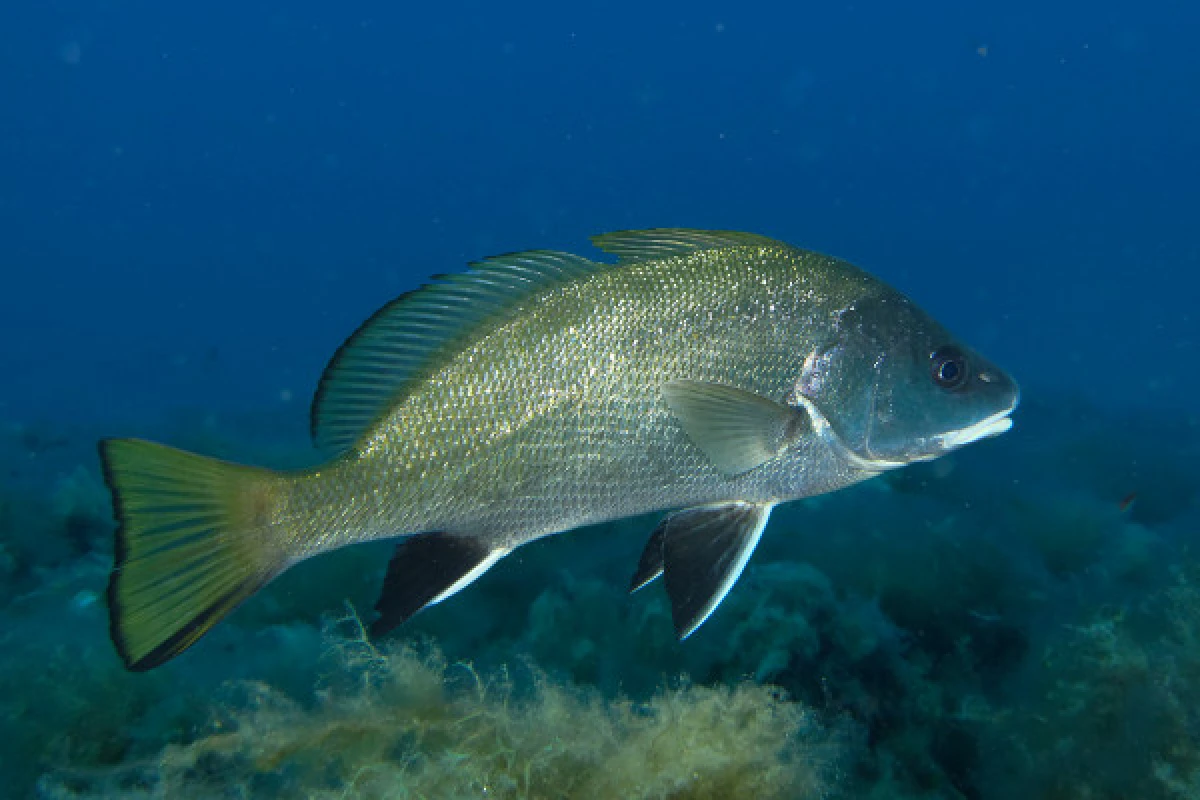 First dive - Port Fréjus - Expérience Côte d'Azur