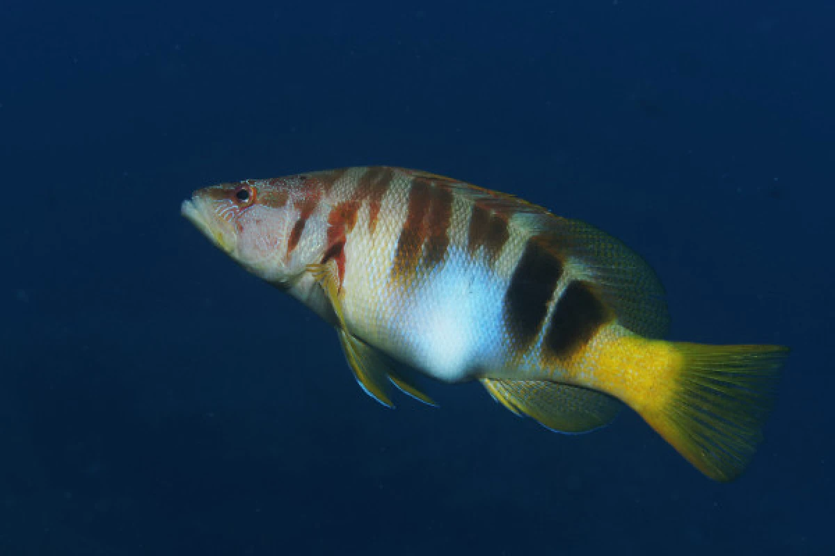 First dive - Port Fréjus - Expérience Côte d'Azur