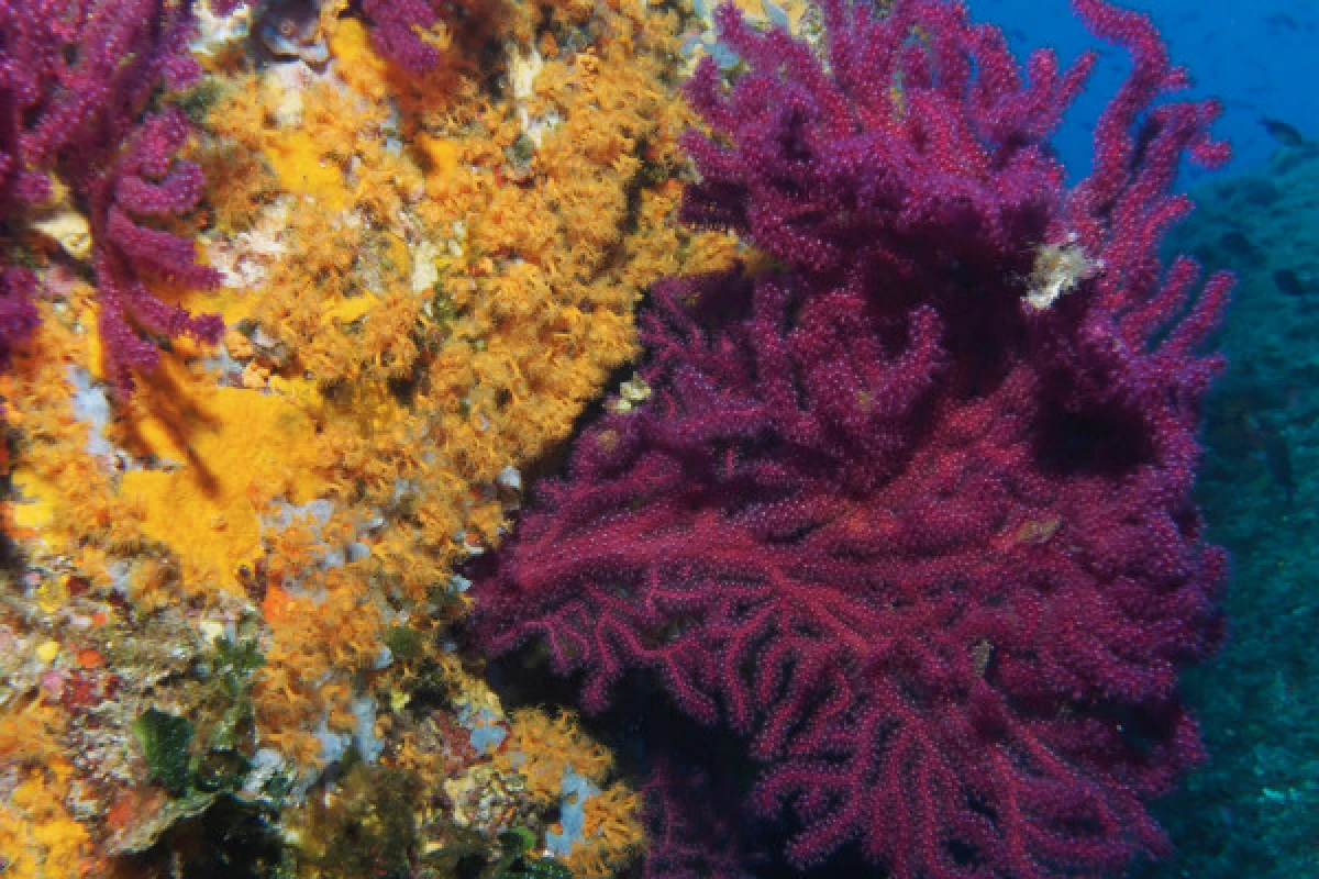 First dive - Port Fréjus - Expérience Côte d'Azur