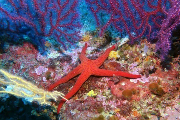 First Discovery of Scuba Diving 30mn - Fréjus - Expérience Côte d'Azur