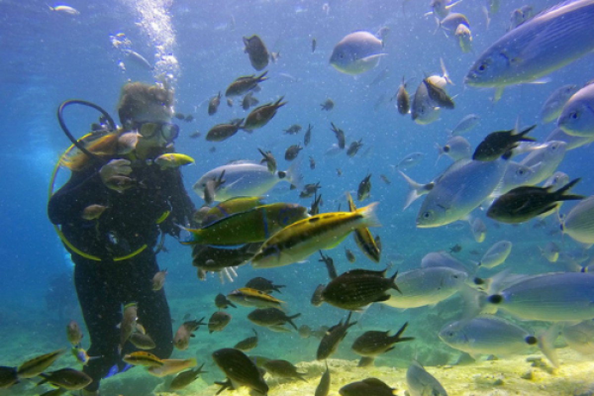 Sunrise dive charters - Expérience Côte d'Azur