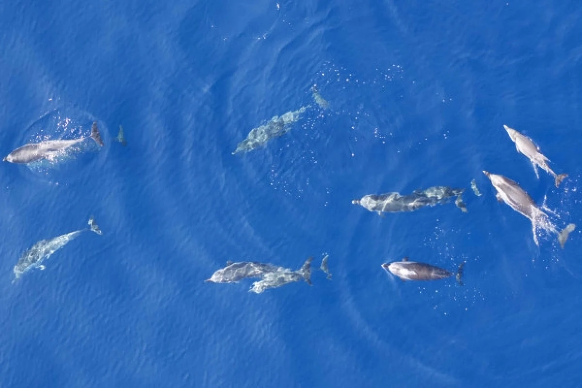 Dolphins and Cetaceans Sea Tour - Saint Raphaël - Expérience Côte d'Azur
