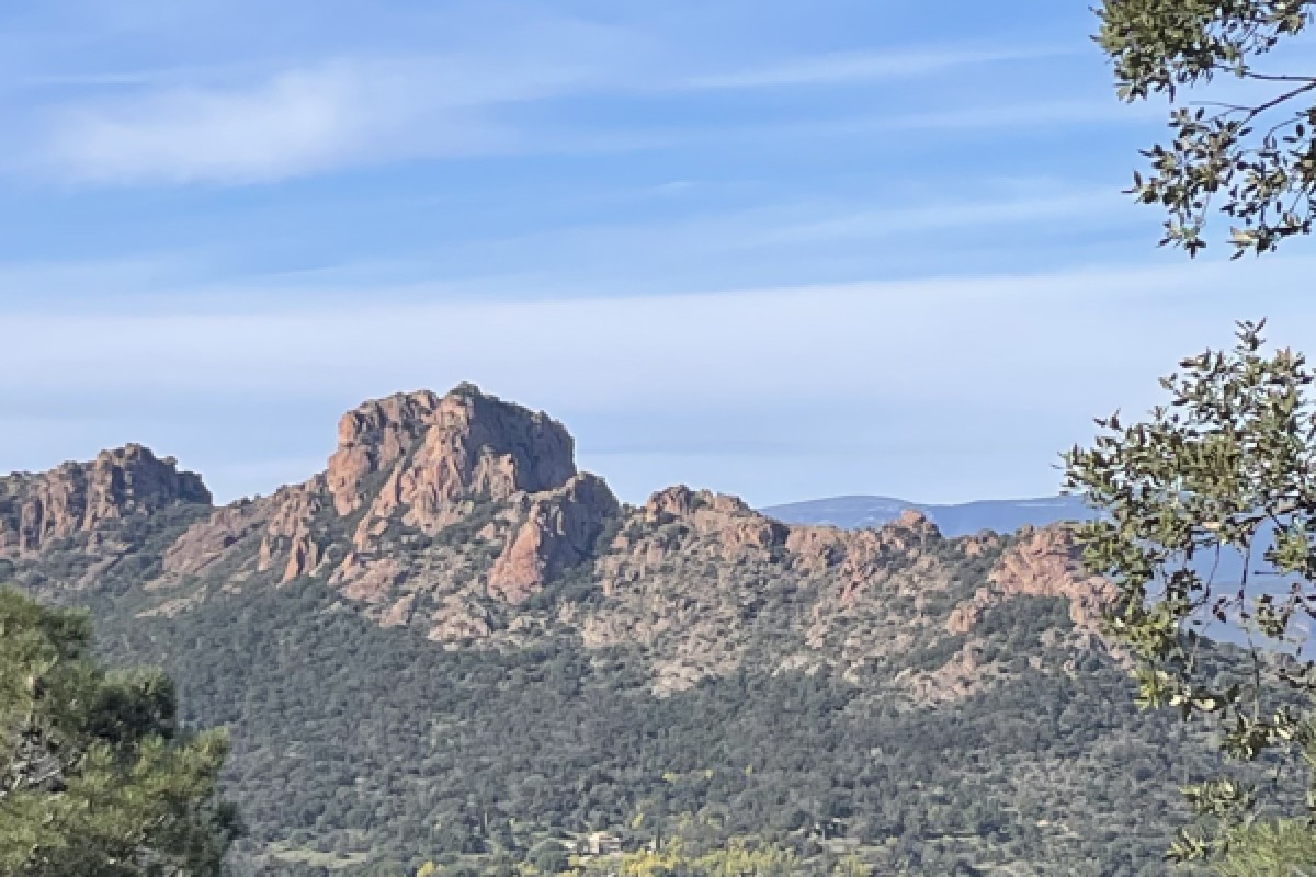 Discovering Mediterranean flora - Expérience Côte d'Azur