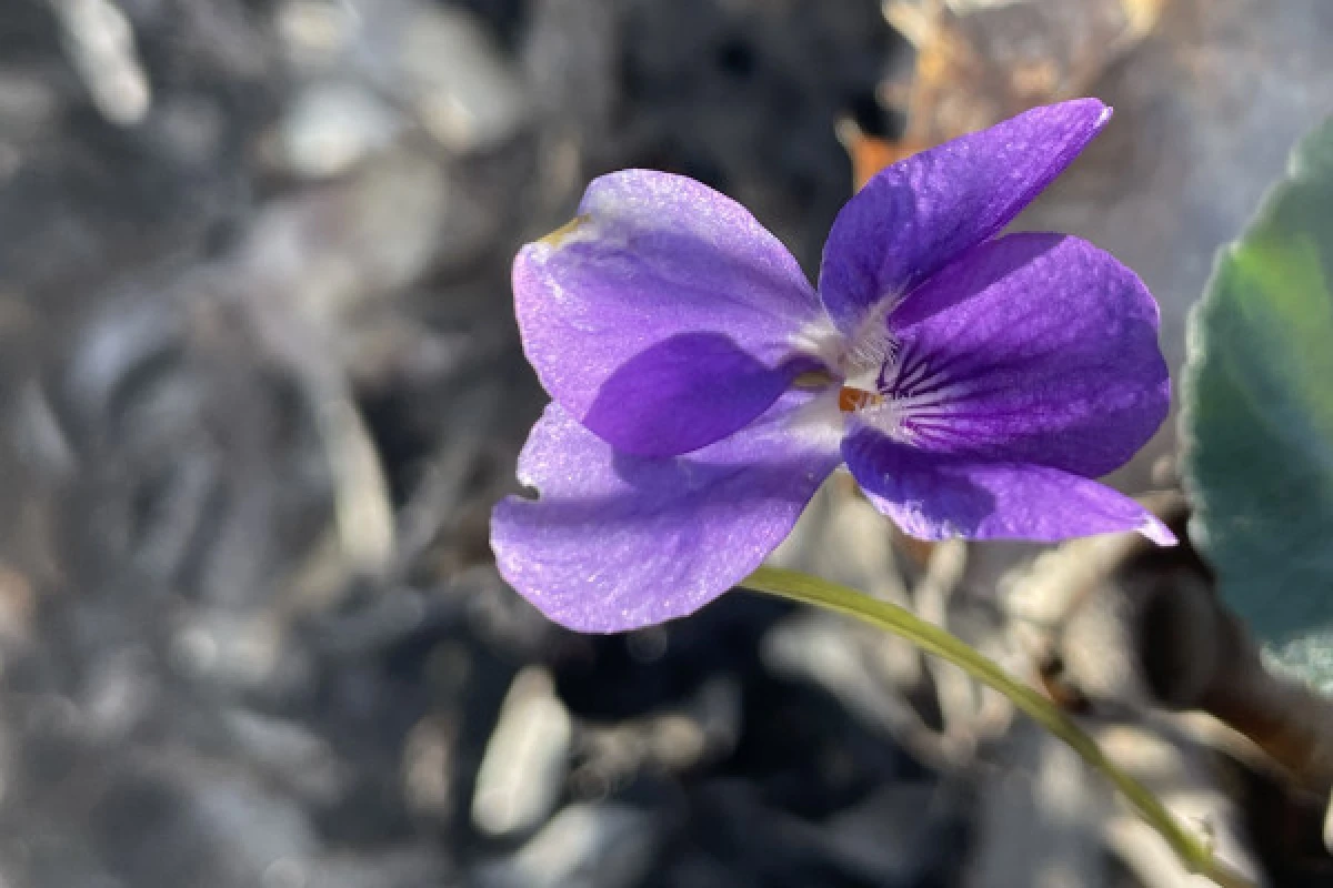Discovering Mediterranean flora - Expérience Côte d'Azur